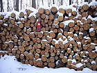 Bild: Winterholzfällerbiene – Klick zum Vergrößern